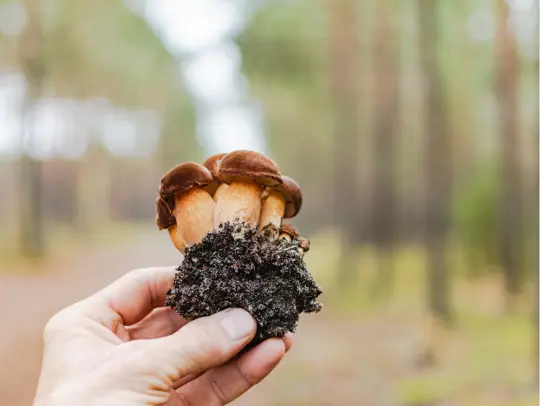 Chaga Mushrooms The King of Mushrooms for Immunity...