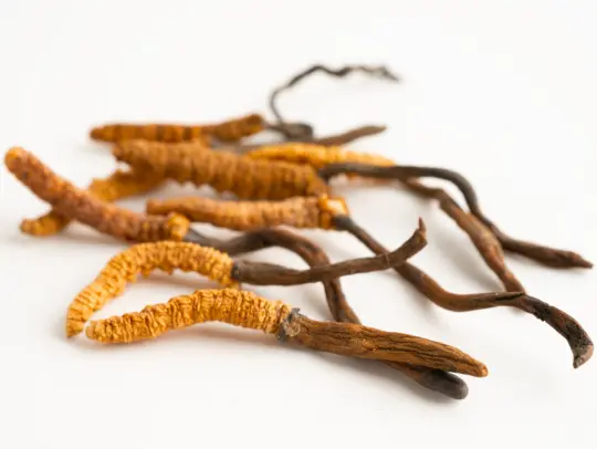 Cordyceps Mushrooms: The Ancient Libido And Perfor...