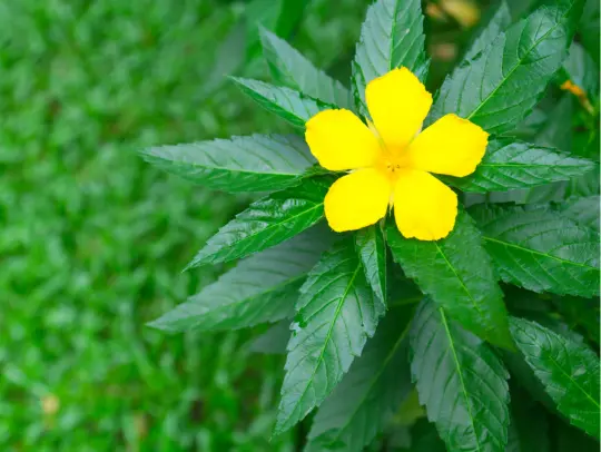 Damiana - The Natural Herbal Love Drug You’ve Prob...