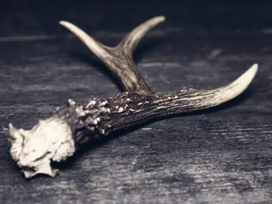 Deer Antler Velvet - Horned Elixir of Passion