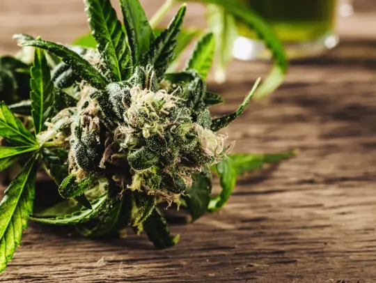 Exploring Cannabis and Sexuality - Strains That Tu...