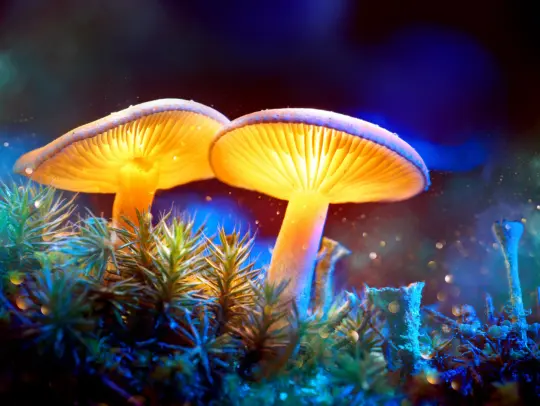 Exploring Psilocybin - From Brain Health to Stigma Shif