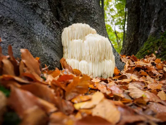 Lion’s Mane Mushrooms - The Brain-Boosting, Mood-L...