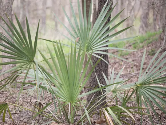 Saw Palmetto and Men’s Sexual Health - Can This Natural
